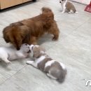 장군이켄넬 뉴스1