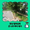 고덕 연결녹지 | 분당 벌목업체 큰 나무뿌리 제거