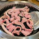 산꼼장어 이미지