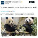 일본) 우에노 판다 '리리','신신' 9월말 중국 반환 기사 🐼 이미지