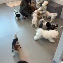 약지애견카페 서창점 이미지