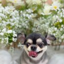 하이몽 애견미용실 이미지