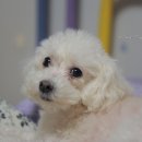 요술공주 - 영암군 | 요술공주