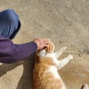 <b>스투키</b>펫 <b>스투키</b><b>몰</b> 길고양이 급식소 후기