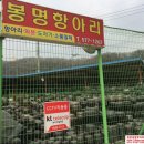 천안봉명항아리