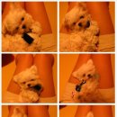 진보퍼피 이미지