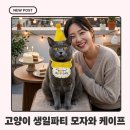 고양이 모자 | 1년에 한 번뿐인 우리집 냥생파! 고양이 생일모자 케이프 착용 후기