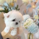 365동판교동물병원 | 판교강아지분양 고민 끝! 믿고 찾은 애견샵