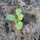 금암농장 이미지