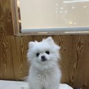 도도그루밍 이미지