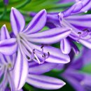 꿀순파김치솥뚜껑생삼겹살 이미지