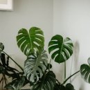 몬스테라