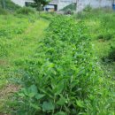 이안농장 이미지