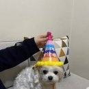 봄이까까 티스토리