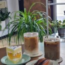 컴포즈커피강릉교동점 | 강릉 감성카페 커피아워 그리너리한 인테리어에 디저트 맛집 교동 카페추천, 주차정보
