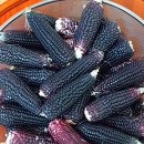 밤이 낮이 된다는 것 이미지