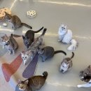 찐잼 | 《찐잼 list》전주 고양이 카페 {굄}