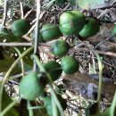 참다래농장 이미지