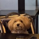 오가당