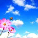 꽃, 이어라 이미지