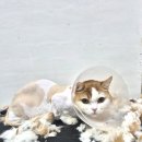 3873 | 여름철 고양이 털관리 고양이 미용 ~ 대전고양이미용실 페르시안캣