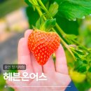 의성4농장 | 용인가볼만한곳 딸기체험농장 헤븐온어스 동물먹이주기체험까지