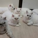 본텍스 네이버블로그