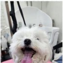 오늘도, 예쁘개 이미지