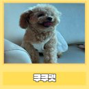 리본반려견 유치원 | 대전애견카페 쿠쿠펫, 반려견과 첫 방문 후기