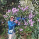 장안벚꽃길 이미지