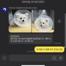 [용인 죽전] 6개월 강아지 중성화수술 후기 (24시스카이동물메디컬센터)