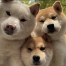 언제나만족 이미지