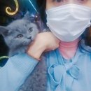 착한애견분양(원주점) 이미지