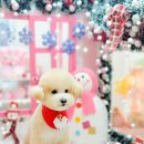 바나숑 | 김포 강아지 미용) 바나숑에서 전체 가위컷 했어요🐶
