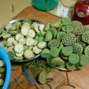 백련농장 이미지