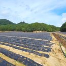 강릉농협하나로마트대기점 | 강릉시 대기리 토지매매 #강릉시왕산면임야