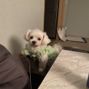 강아지오요요 이미지