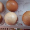 서영2농장 이미지