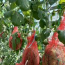 전원농장 이미지