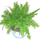 내마음의 정원 이미지