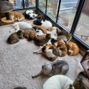 청주고양이입양지원센터 애니멀공화국 이미지