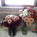 배성농장 이미지