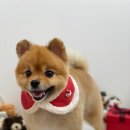 마이티그루밍 약수점 이미지