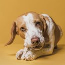 댕댕분식 이미지