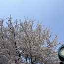강남-233 | 양재천 벚꽃 개화상황 주차장. 더블디웨이팅후기