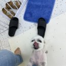 까까주까 이미지