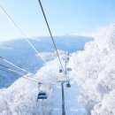 화이트캐슬평창 | 평창 가볼만한곳 이나트, 발왕산 케이블카부터 수제버거 맛집까지 하루 코스 총정리