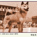 차돌이 이미지