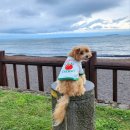 싱글멍글 이미지