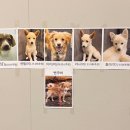 꽃길만 걷개 이미지